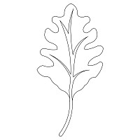 oak leaf single